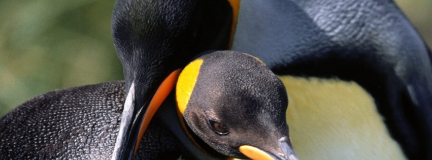 Whispering Sweet Nothings King Penguins