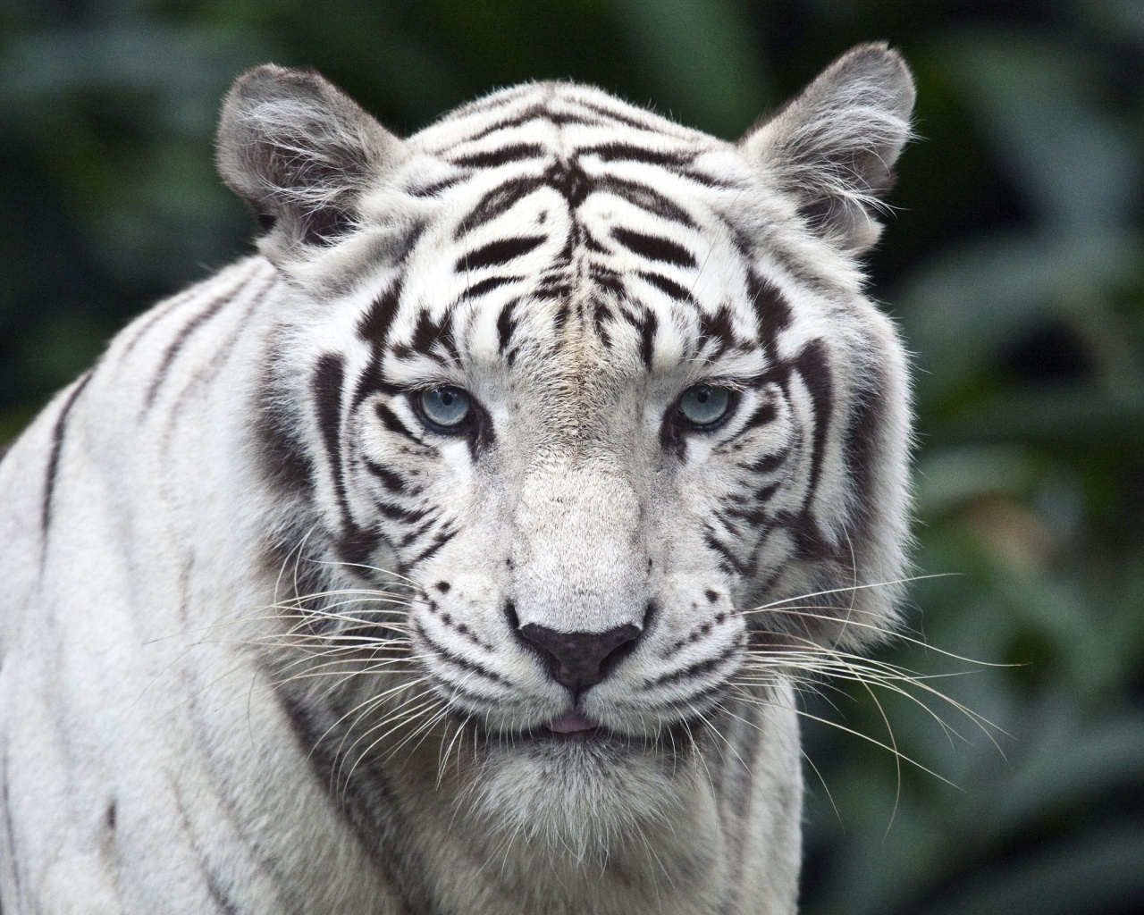 White Bengal Tiger