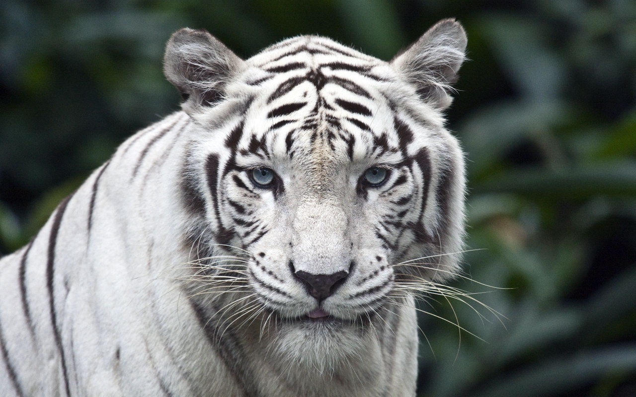 White Bengal Tiger