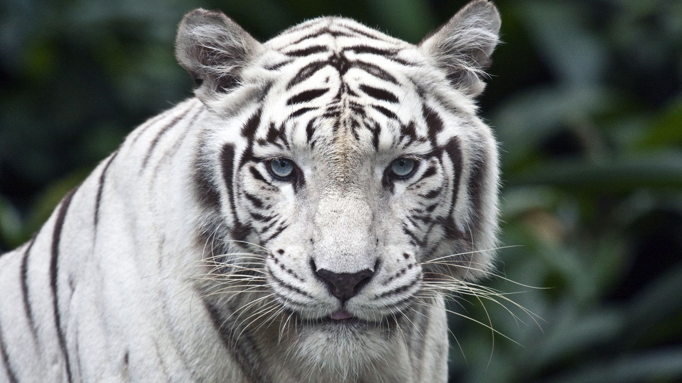 White Bengal Tiger