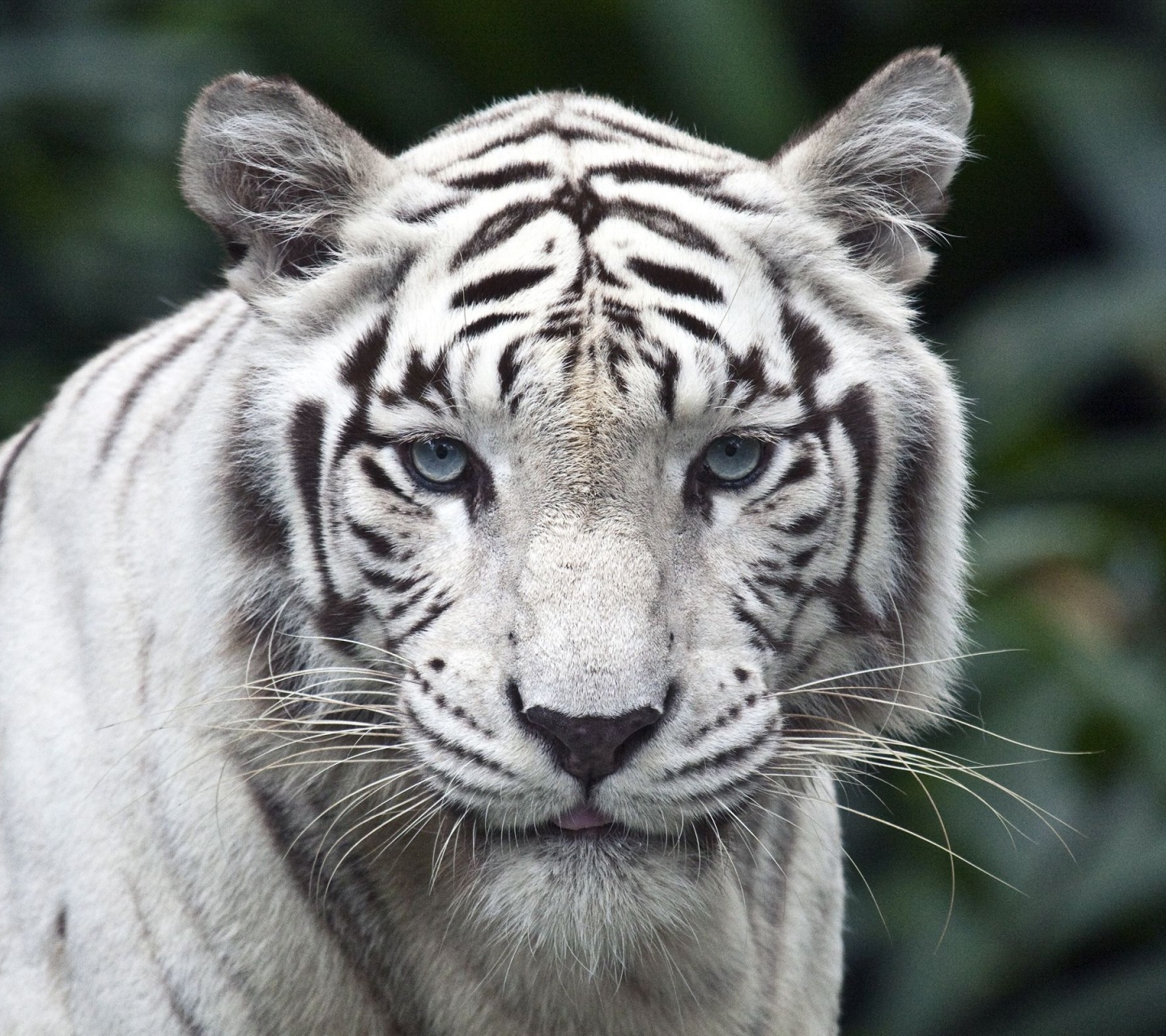 White Bengal Tiger