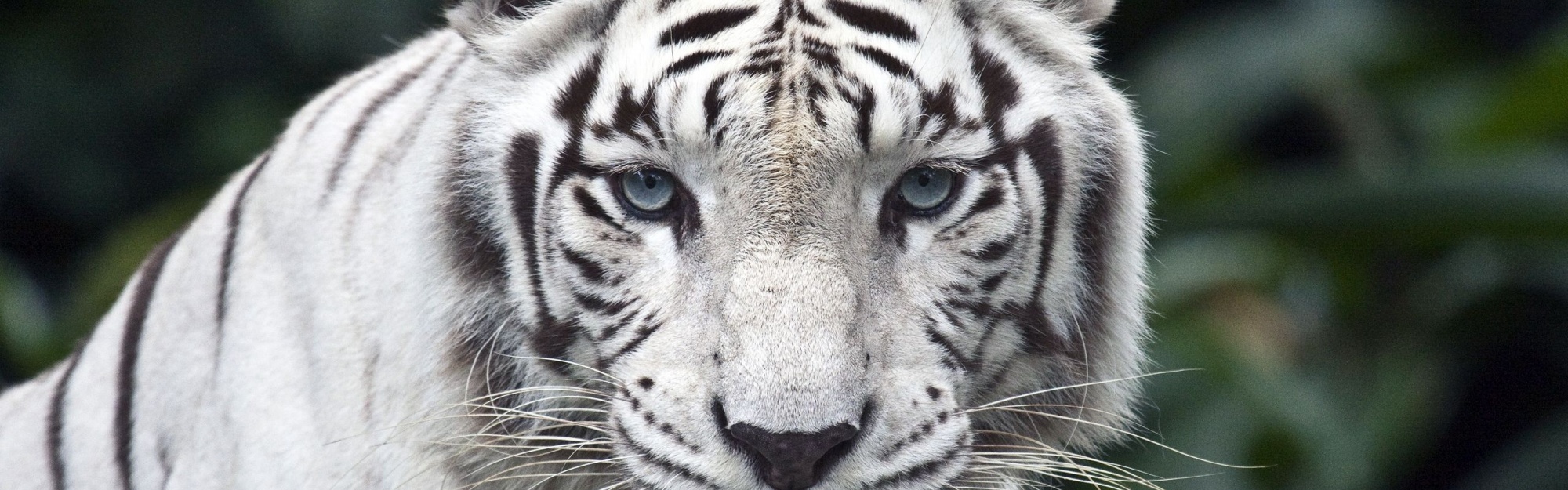 White Bengal Tiger