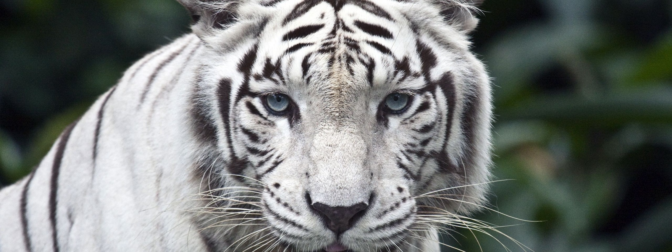 White Bengal Tiger