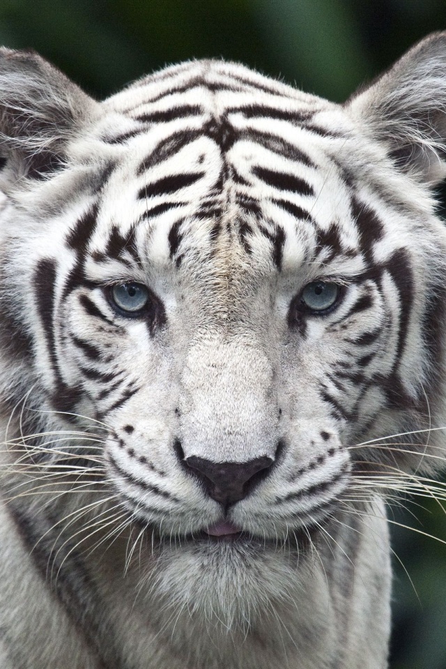 White Bengal Tiger