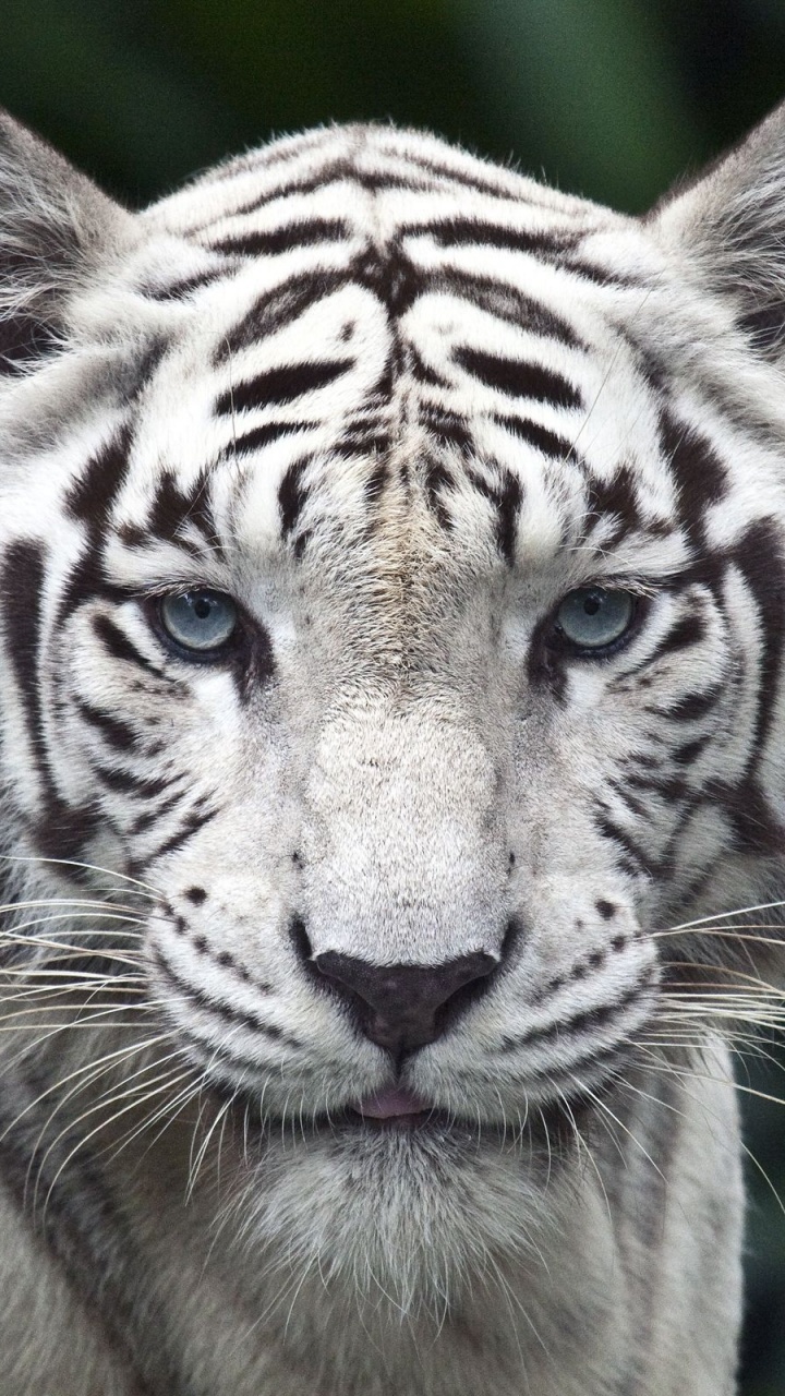 White Bengal Tiger