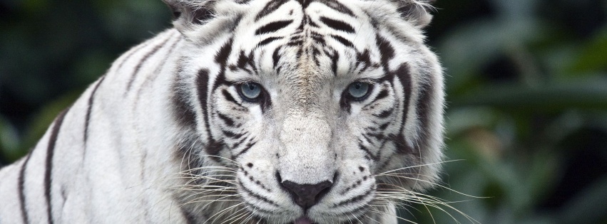 White Bengal Tiger