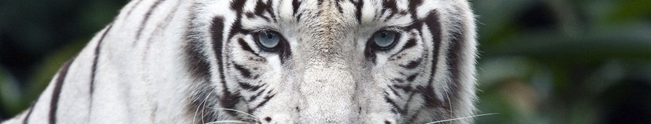 White Bengal Tiger