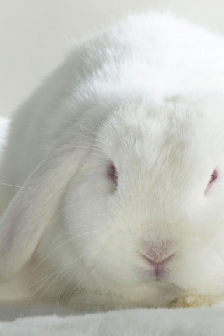 White Bunny