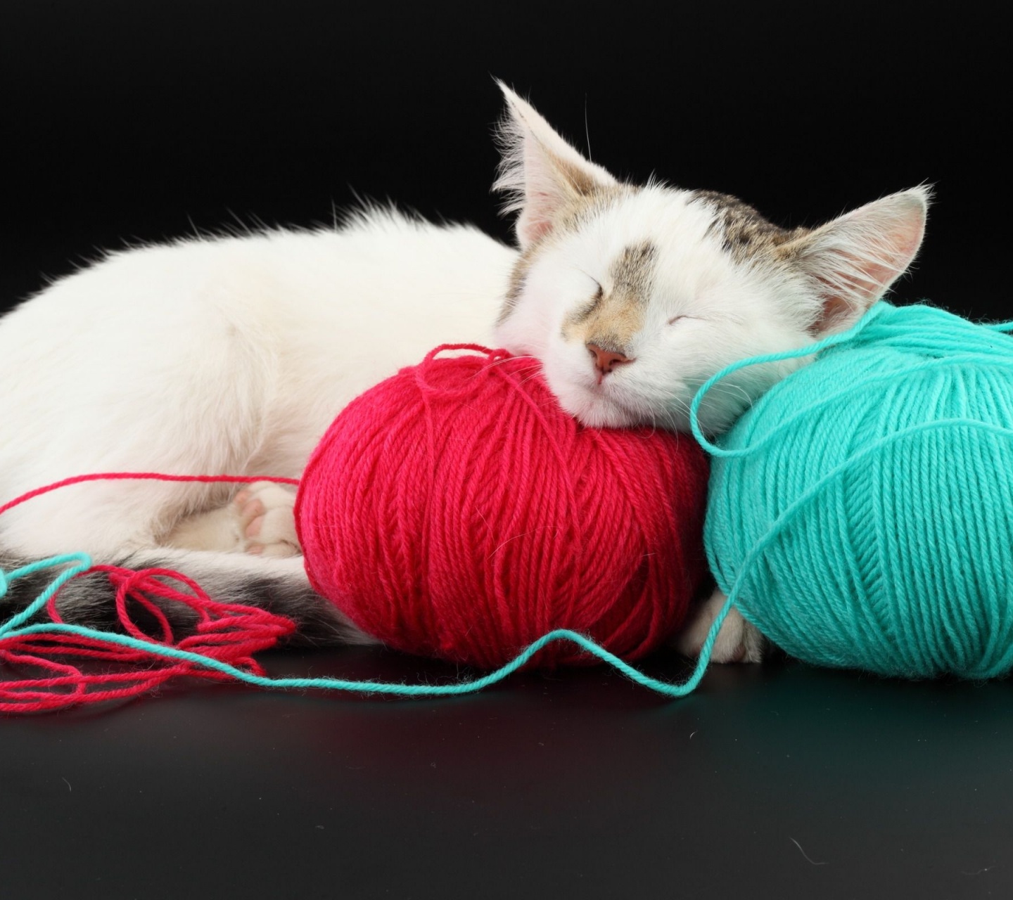 White Cat Sleeping