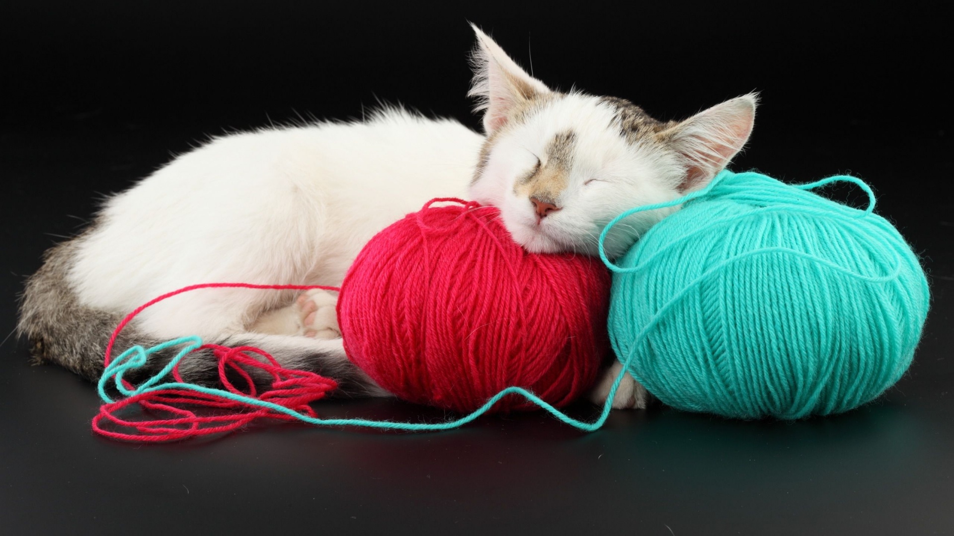 White Cat Sleeping