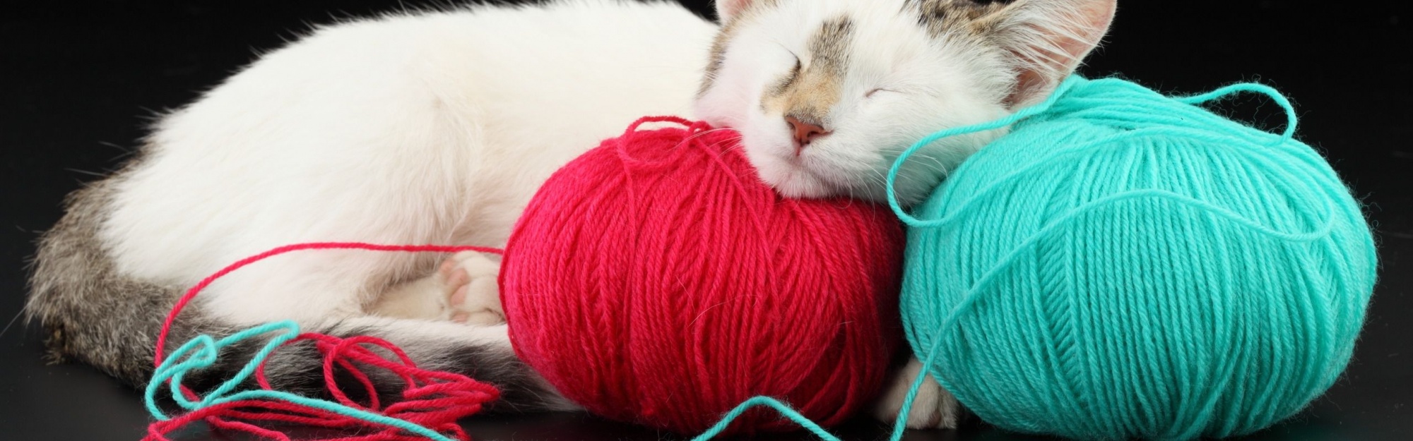 White Cat Sleeping