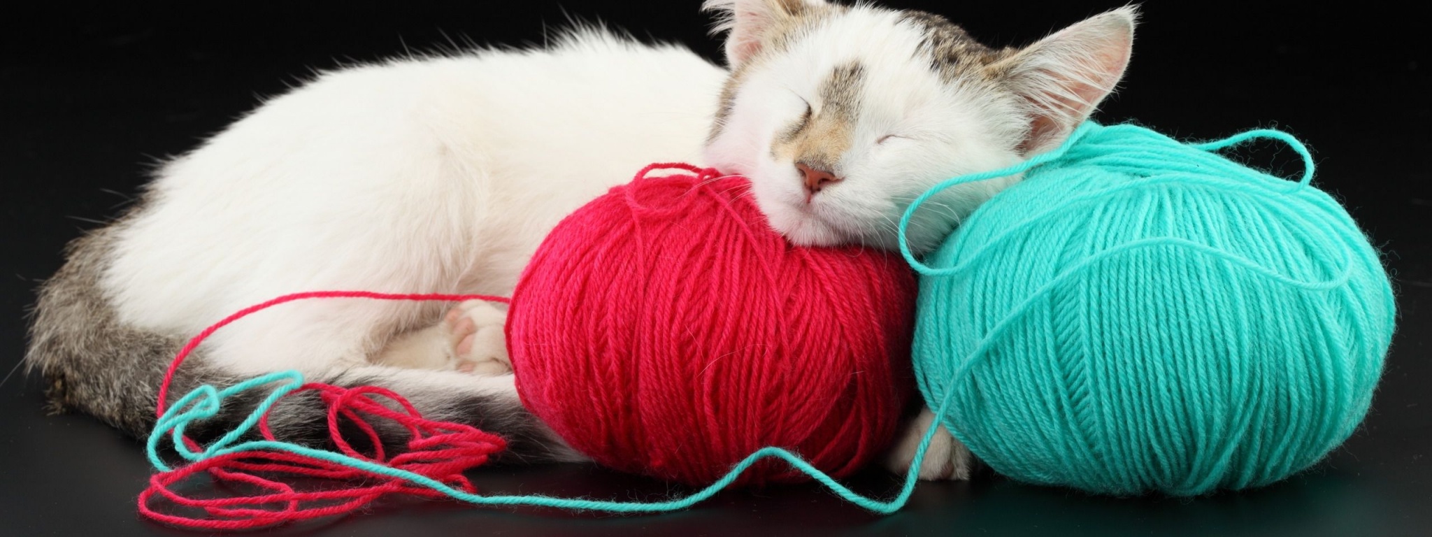 White Cat Sleeping