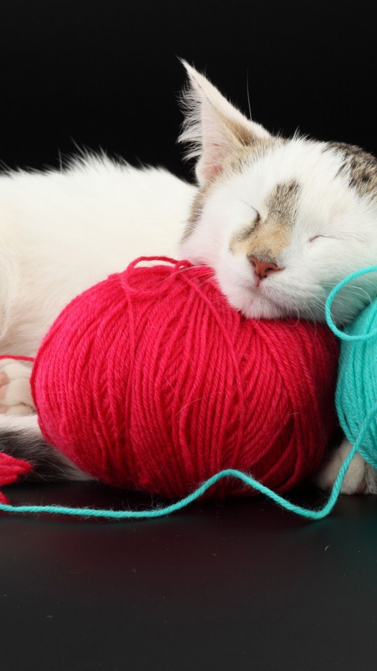 White Cat Sleeping