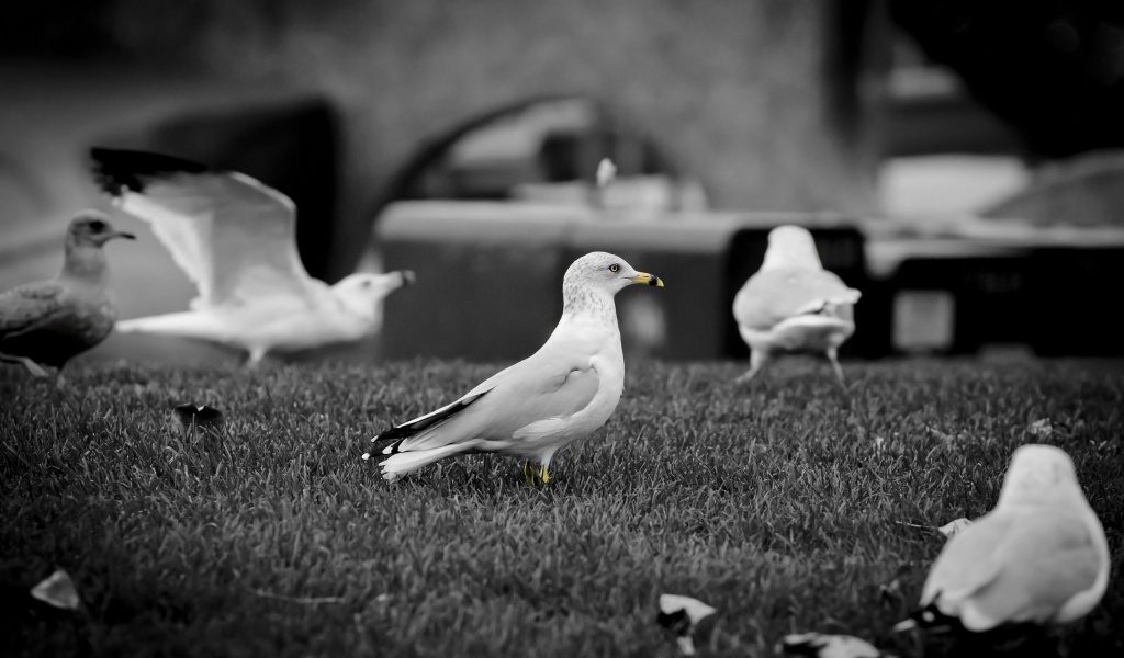 White Doves1