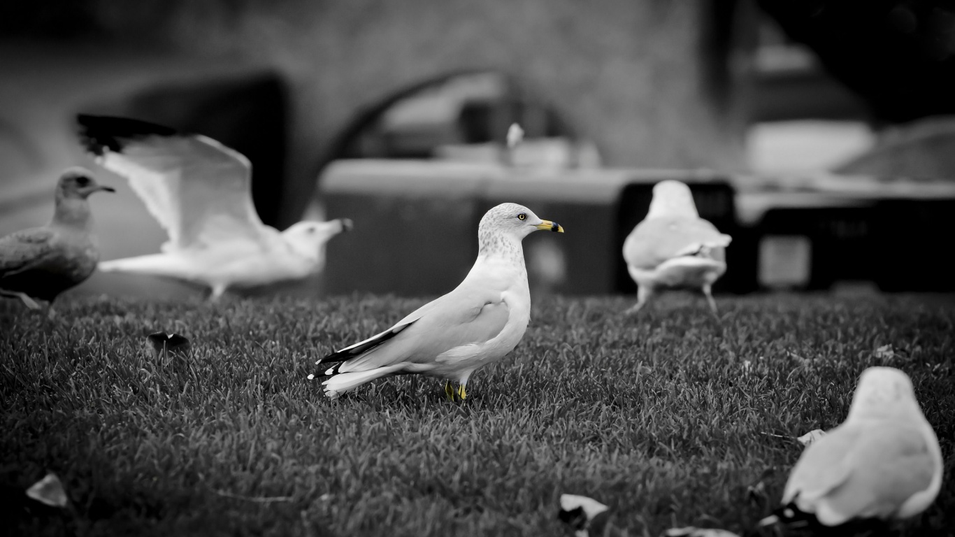 White Doves1