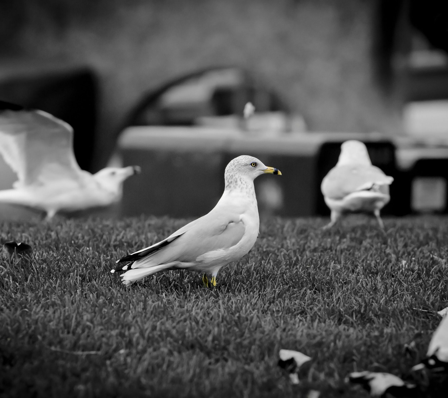 White Doves1