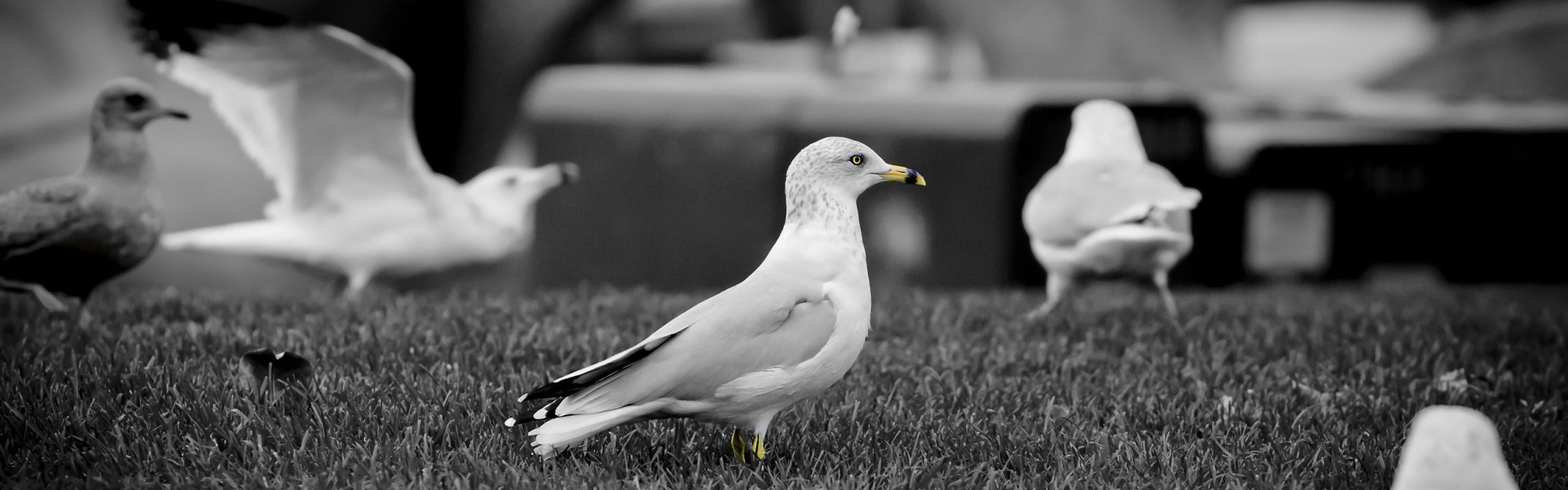 White Doves1