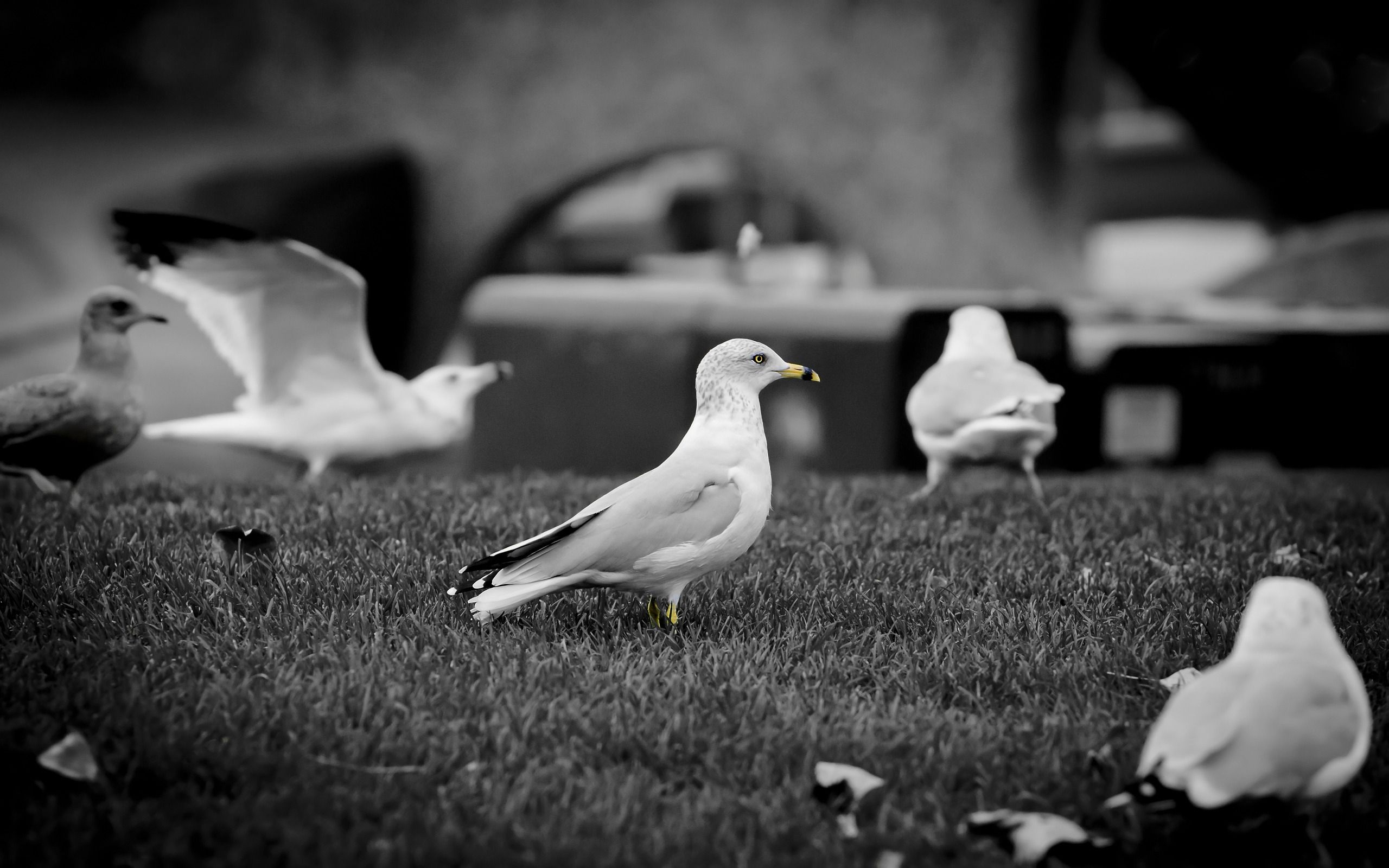 White Doves1