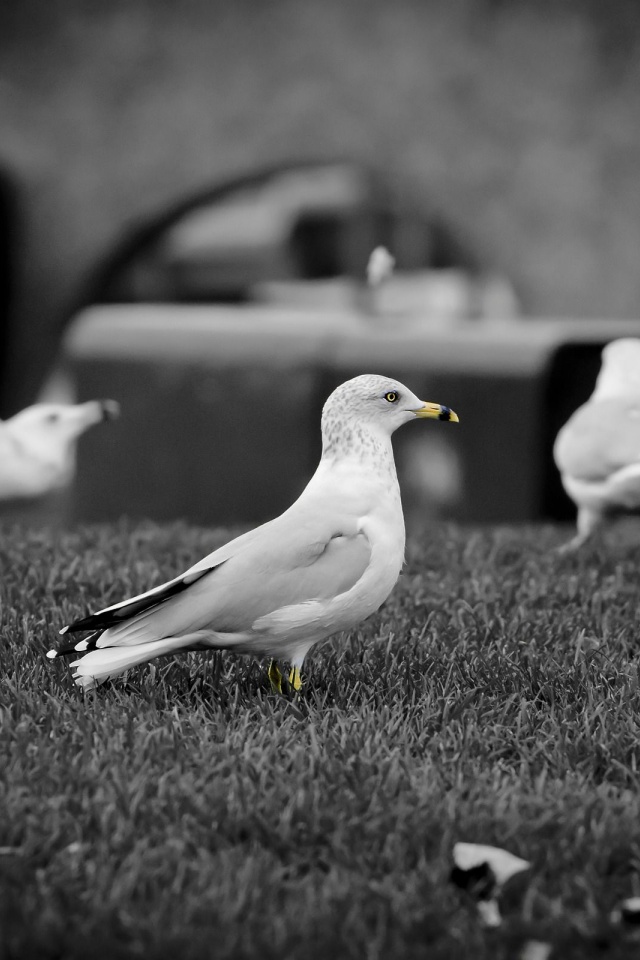 White Doves1