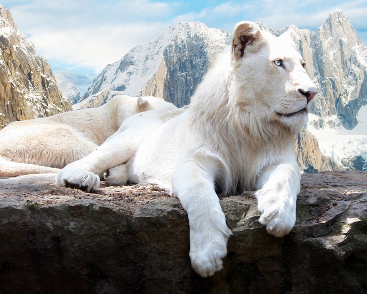 White Lions