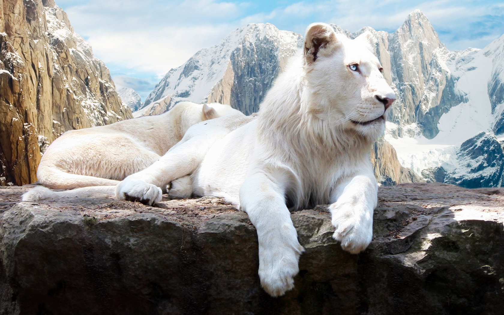 White Lions