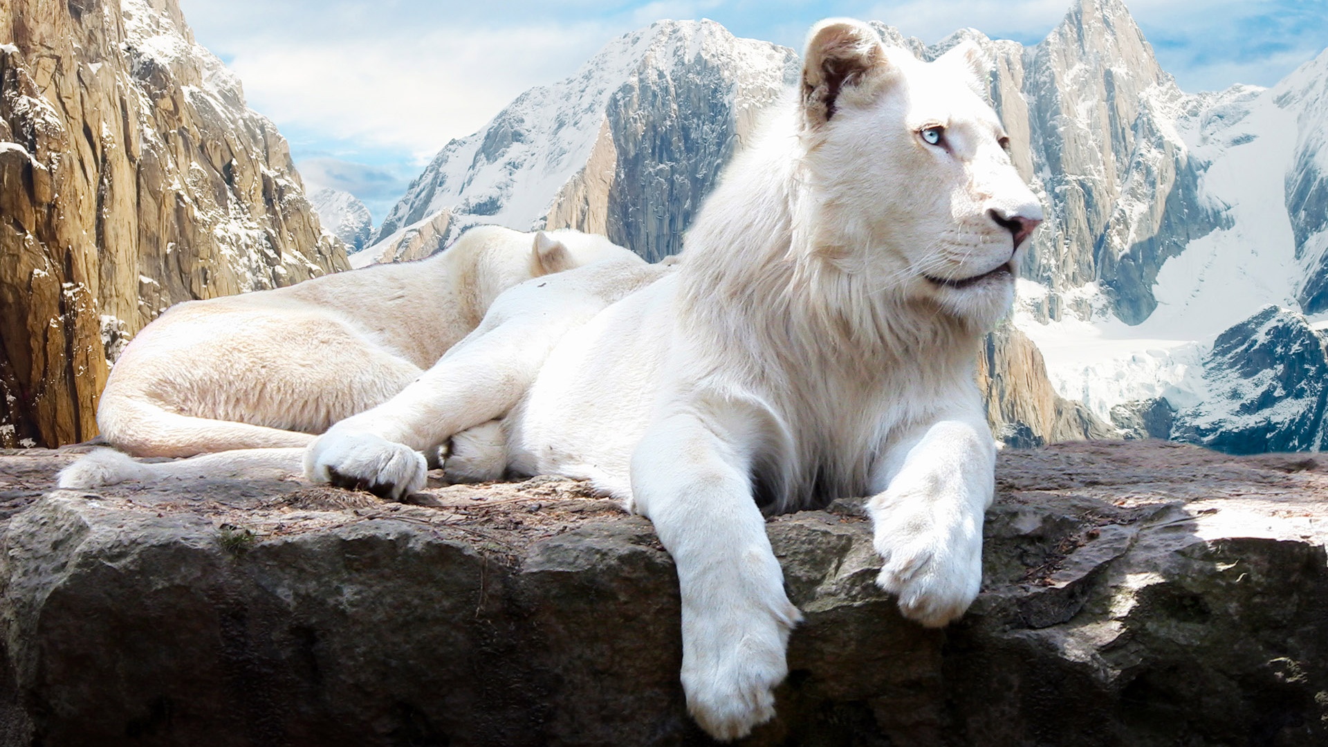 White Lions