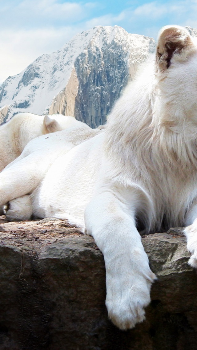 White Lions