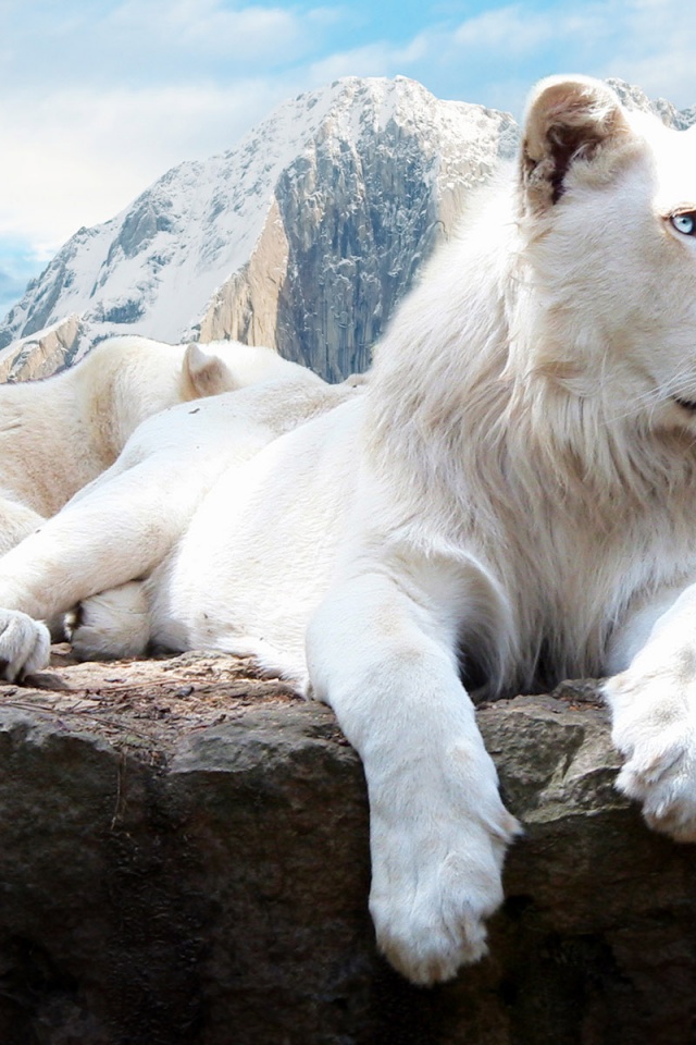 White Lions