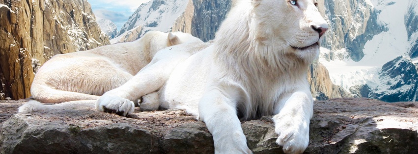 White Lions