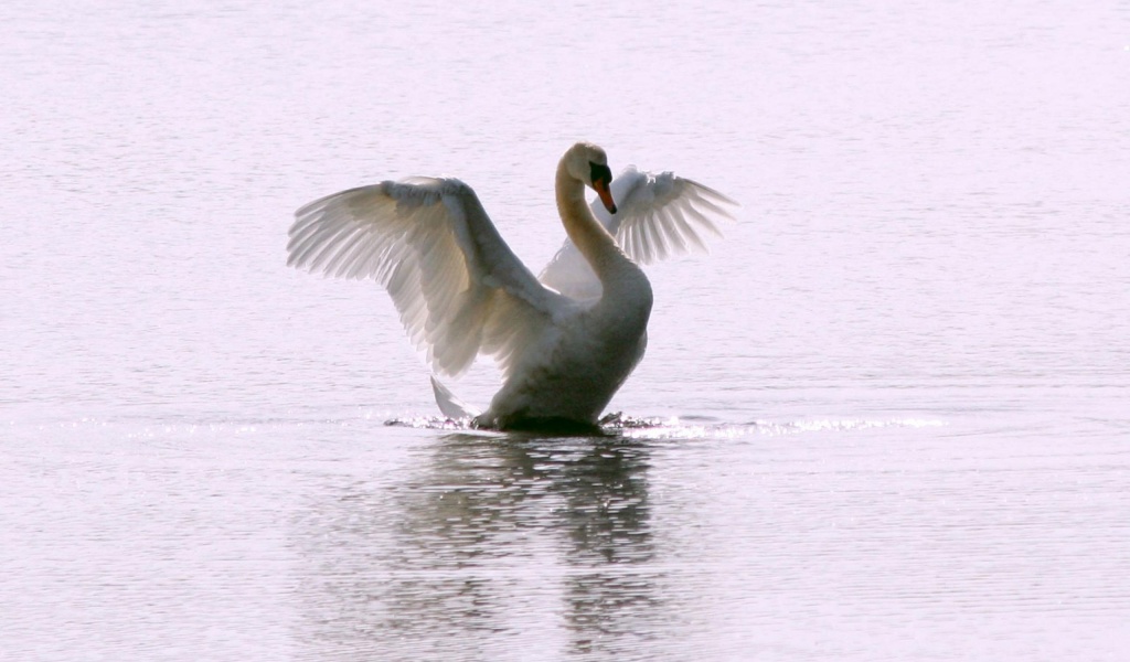 White Swan Long Flight