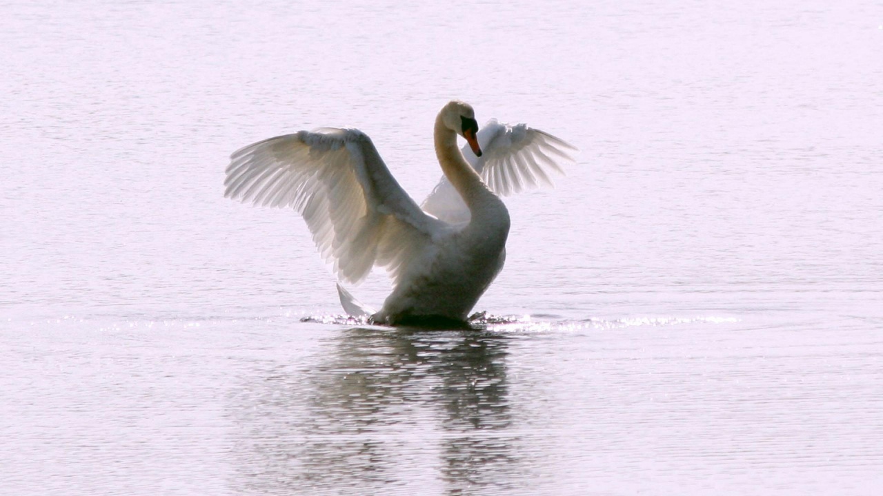 White Swan Long Flight