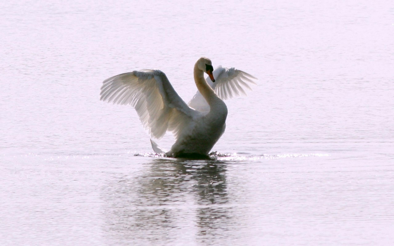 White Swan Long Flight