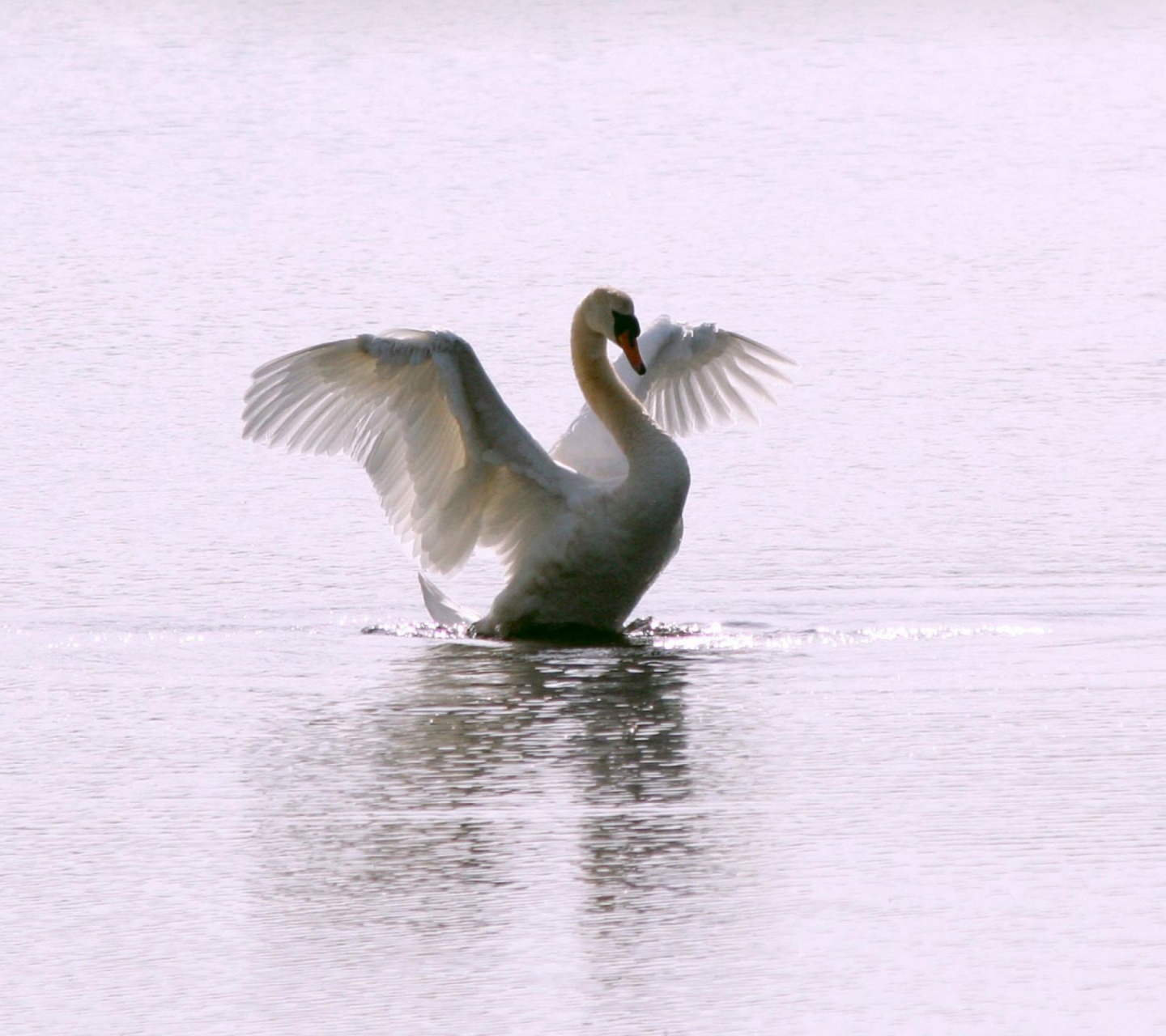 White Swan Long Flight