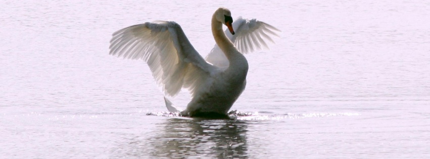 White Swan Long Flight