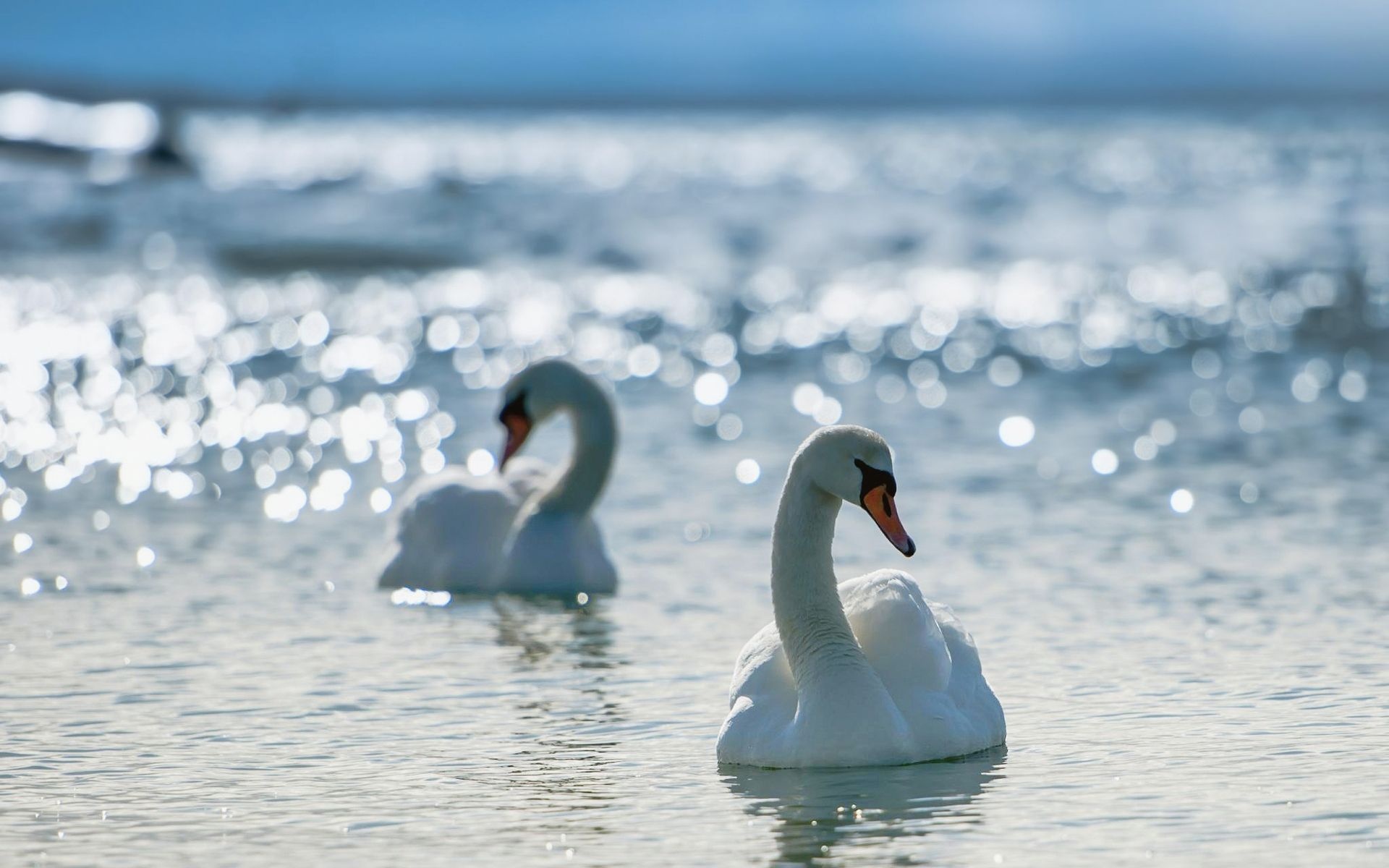 White Swans