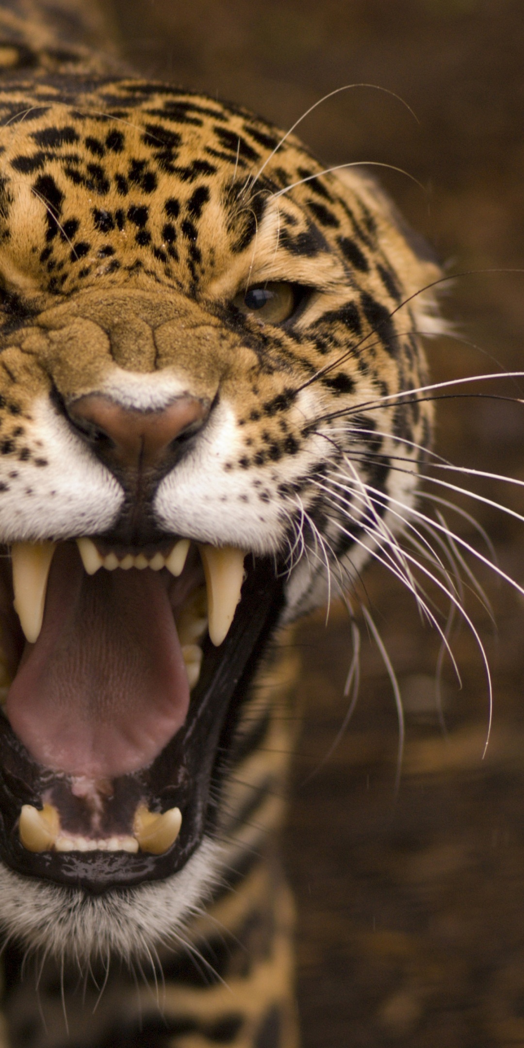 Wild Angry Cat Jaguar