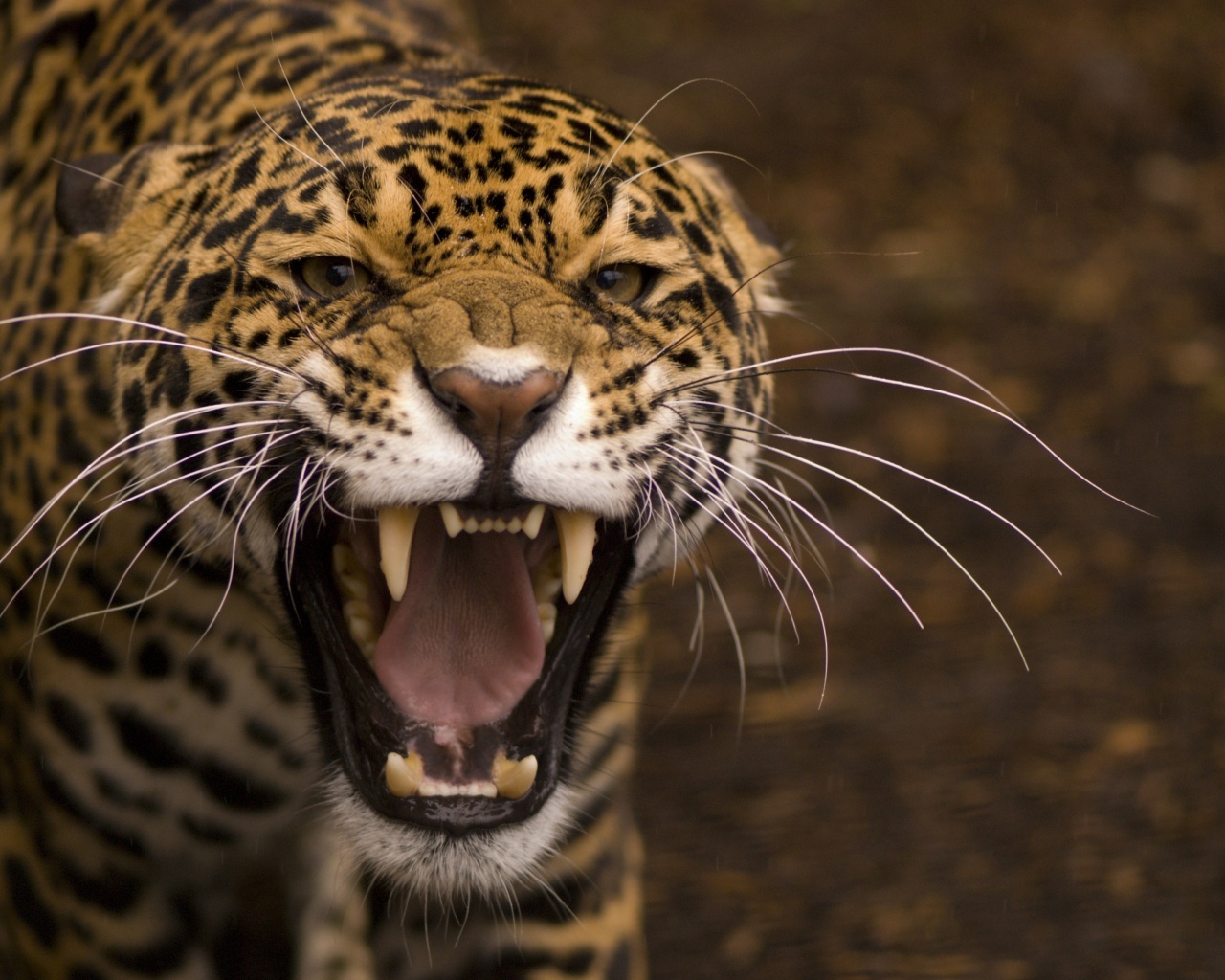 Wild Angry Cat Jaguar