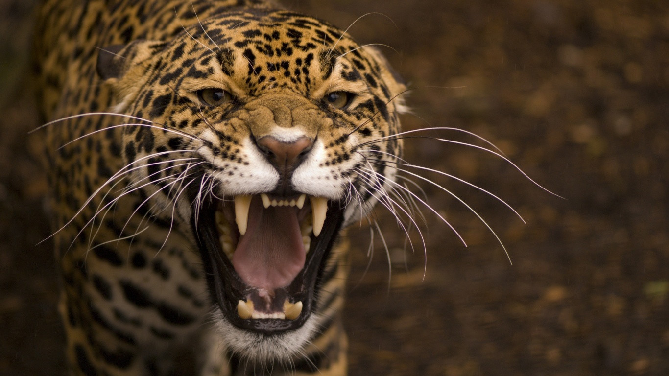 Wild Angry Cat Jaguar