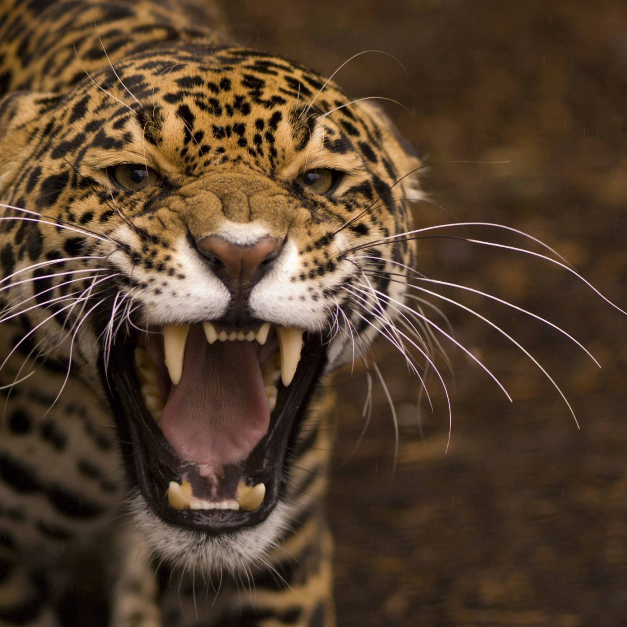 Wild Angry Cat Jaguar