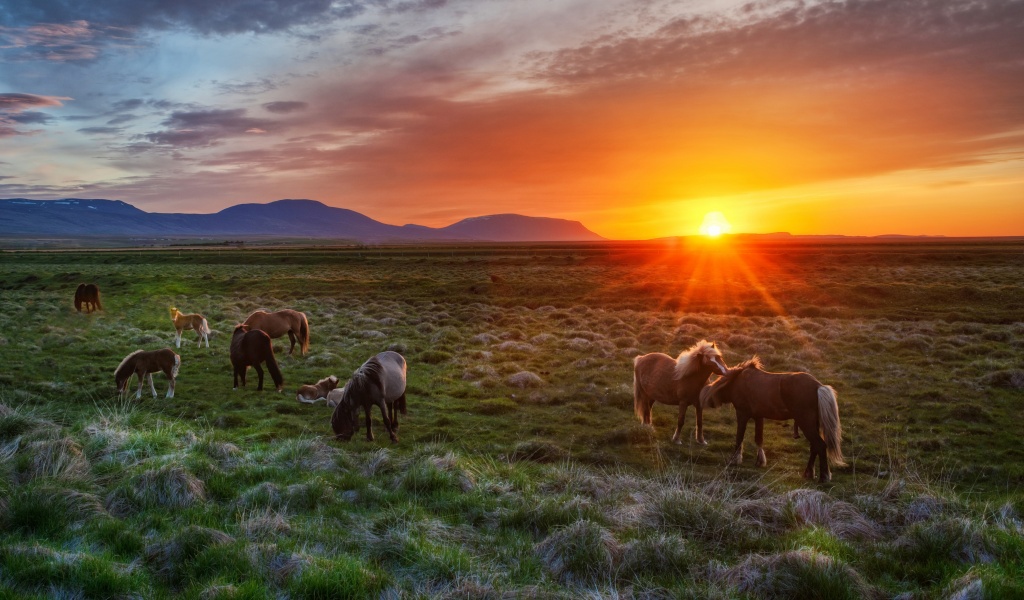 Wild Horses At Sunset