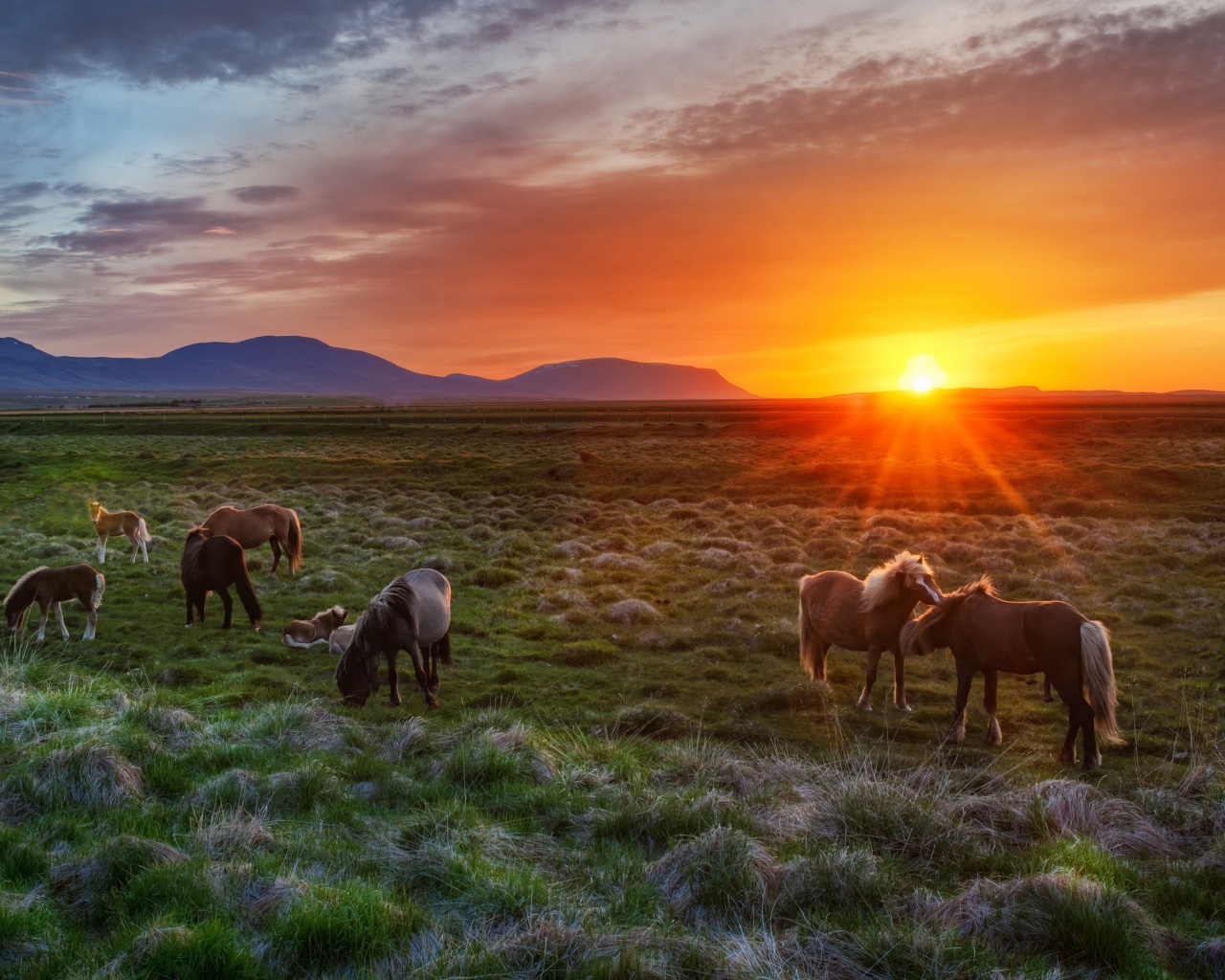 Wild Horses At Sunset