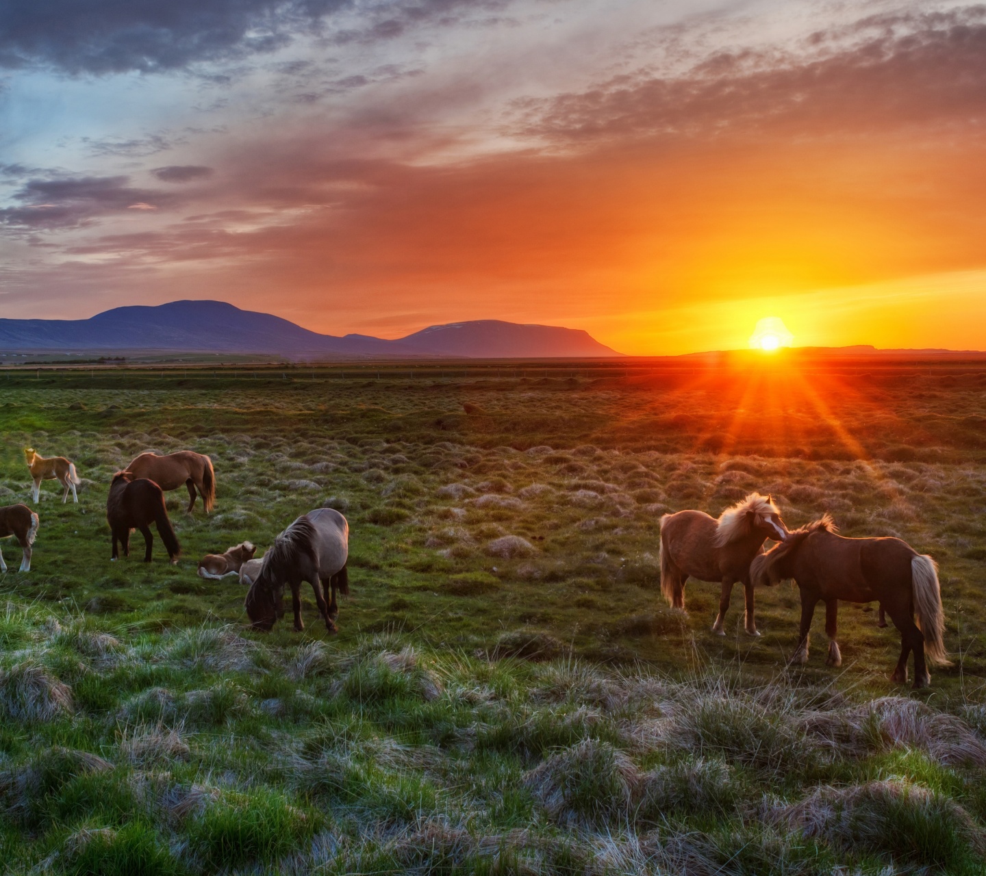 Wild Horses At Sunset