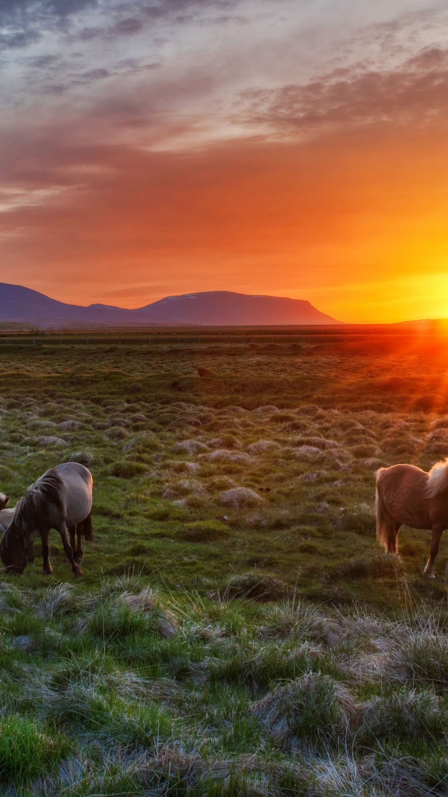 Wild Horses At Sunset