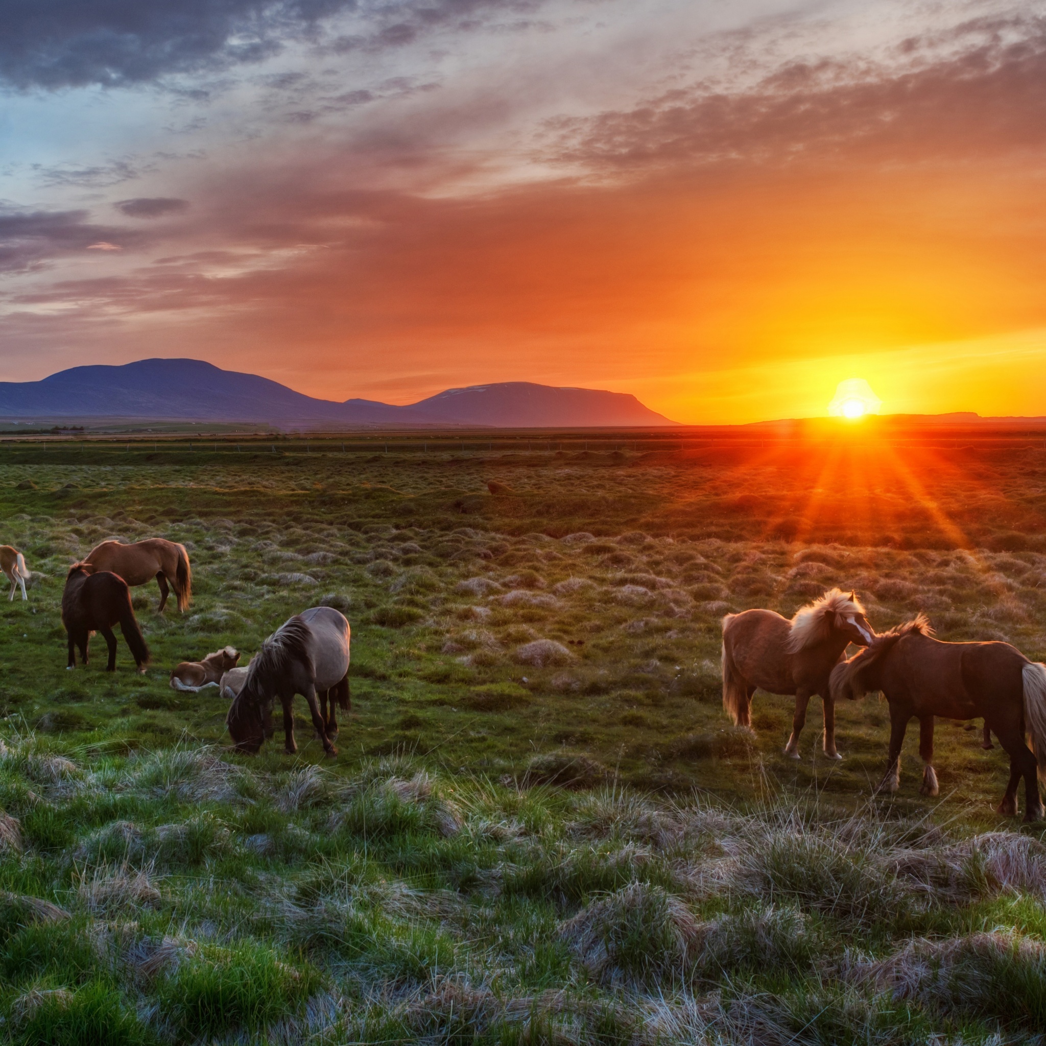 Wild Horses At Sunset