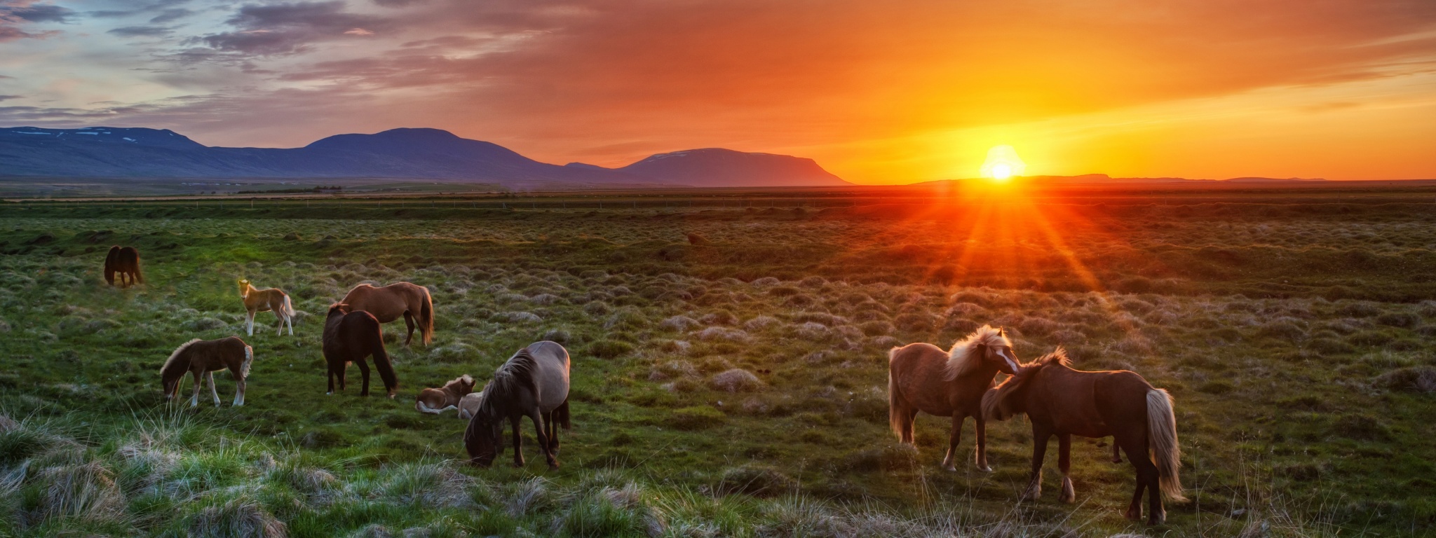 Wild Horses At Sunset