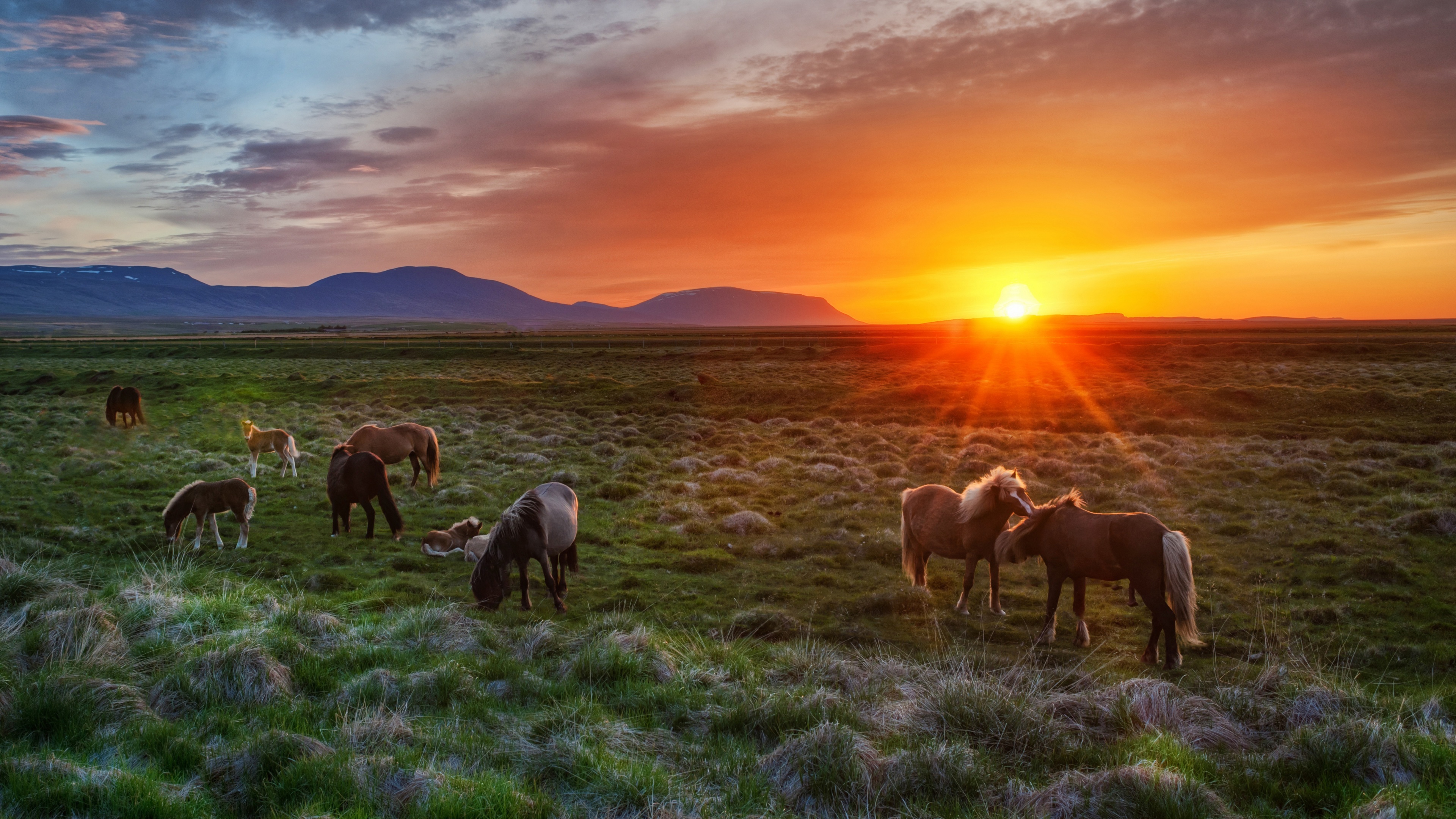 Wild Horses At Sunset