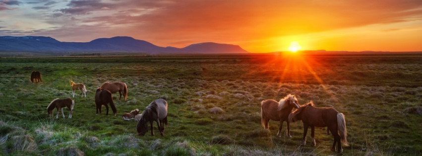 Wild Horses At Sunset