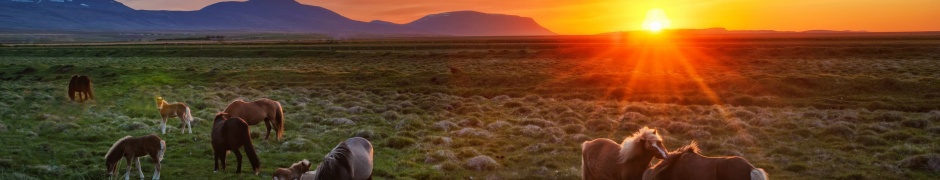 Wild Horses At Sunset