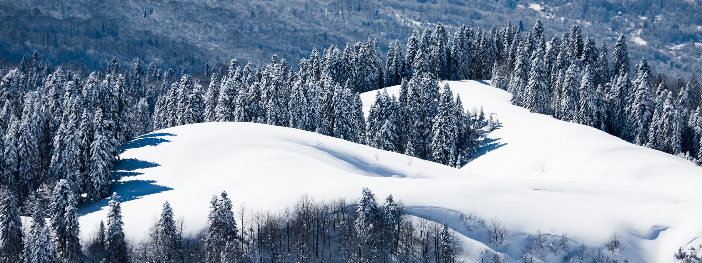 Winter Landscape