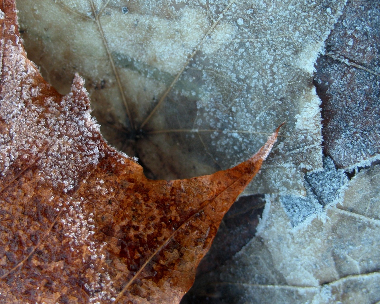 Winter Nature Leaf